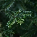 Ab-1760.webp
