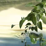 Ab-30780.webp