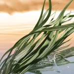 Ab-35197.webp