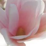 Ab-35235.webp