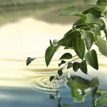 Ab-35279.webp