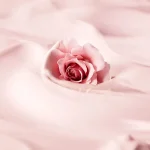 Ab-5988.webp